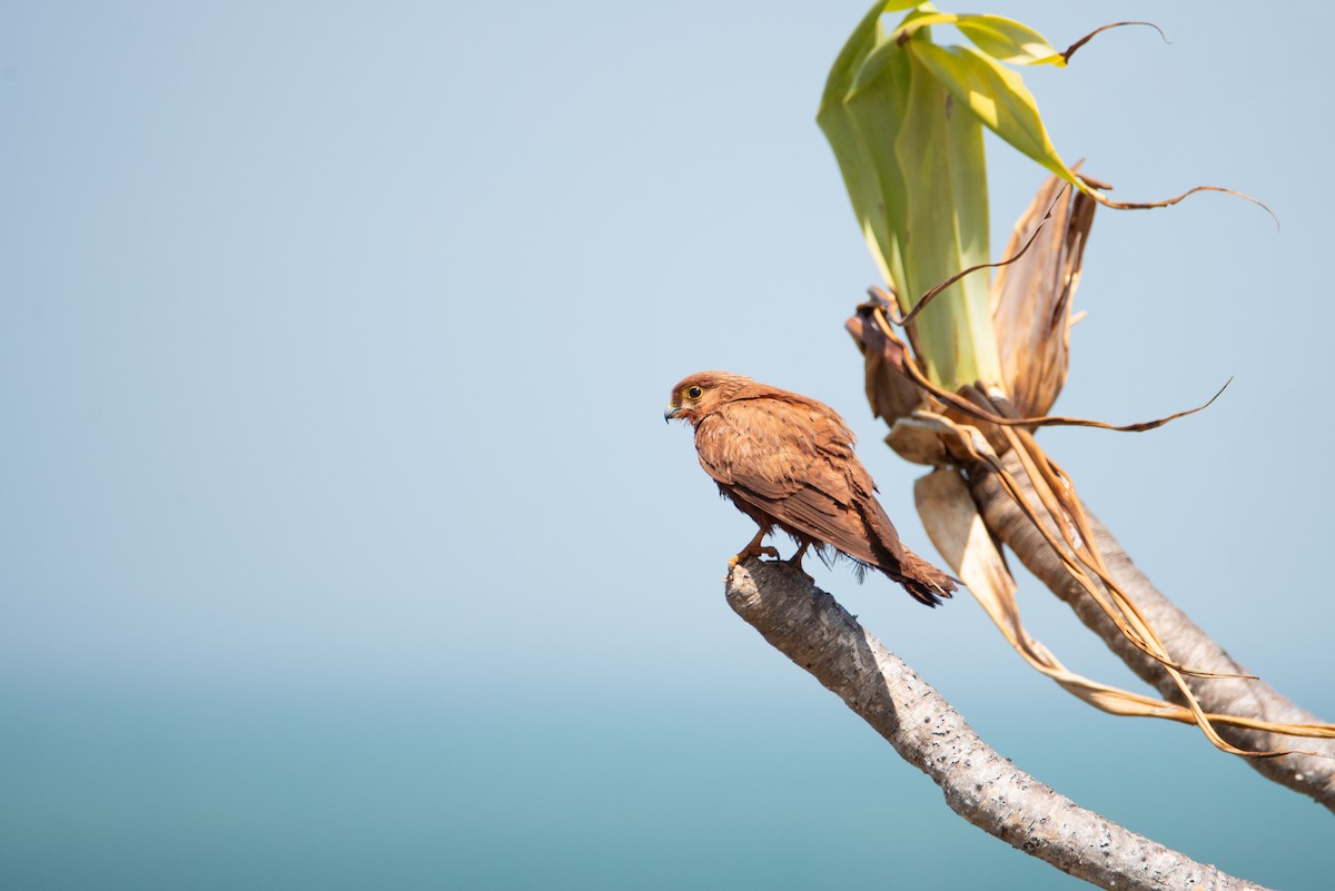 Nankeen Kestrel - ML635160318