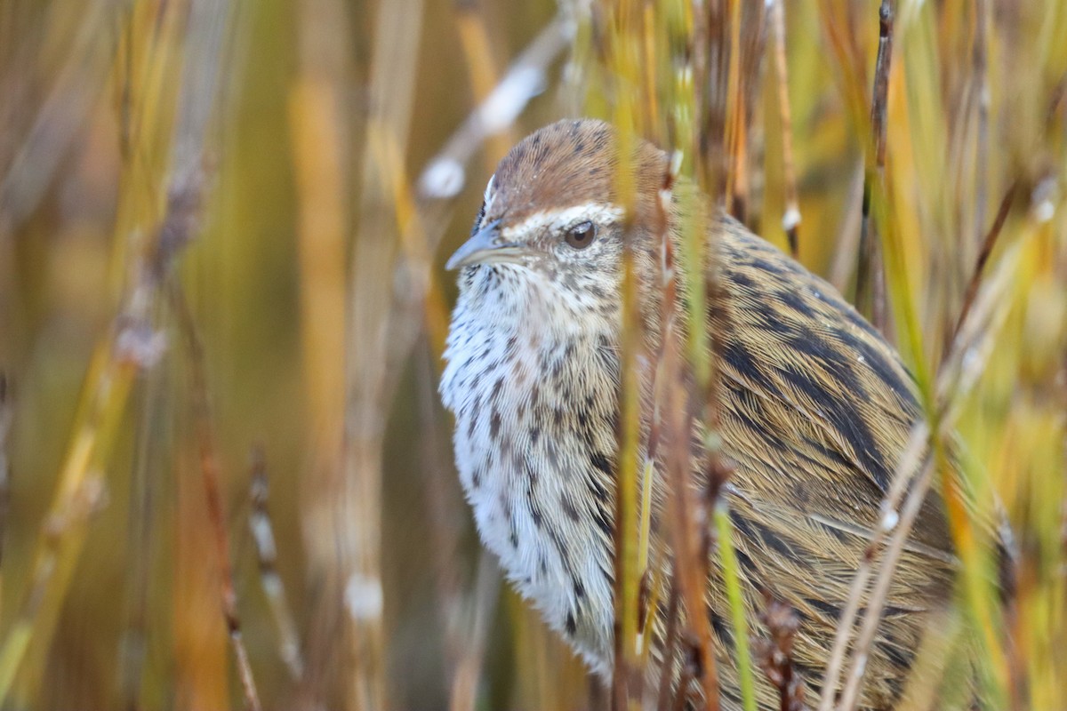 New Zealand Fernbird - ML635160436