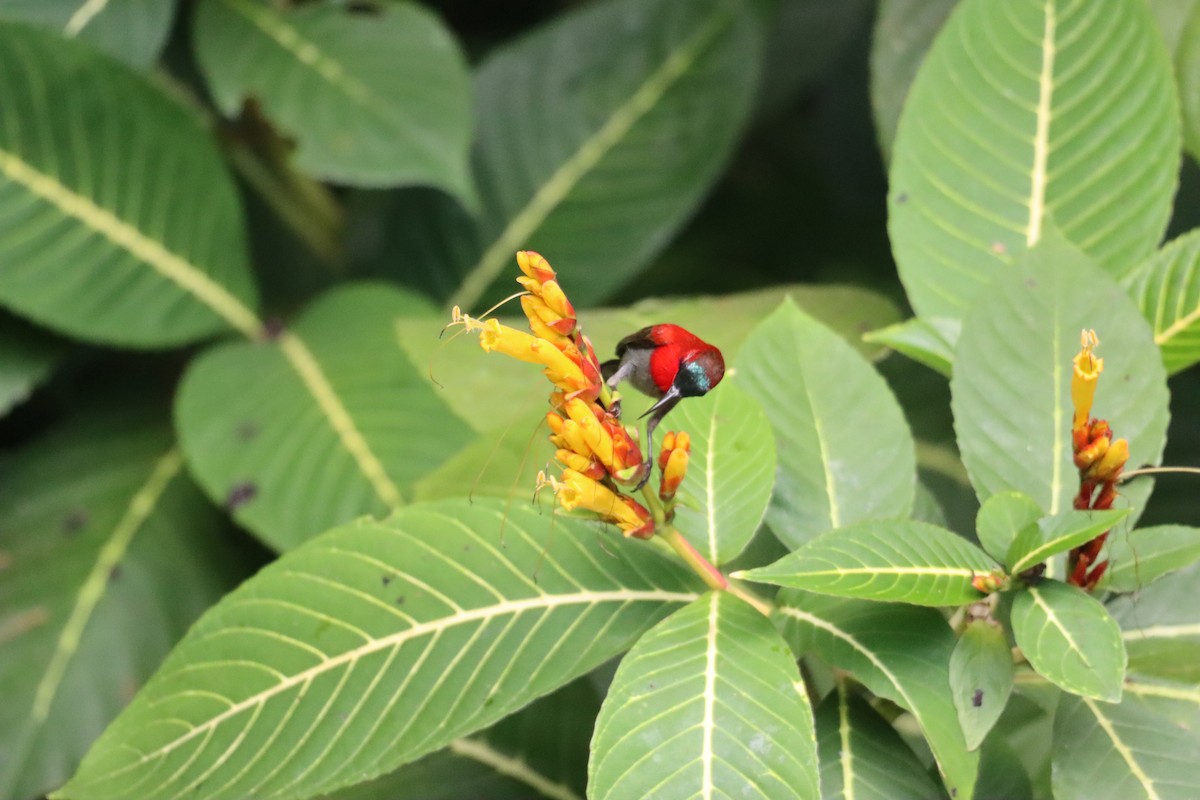Crimson Sunbird - ML635160455