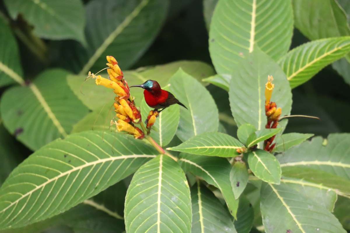 Crimson Sunbird - ML635160456