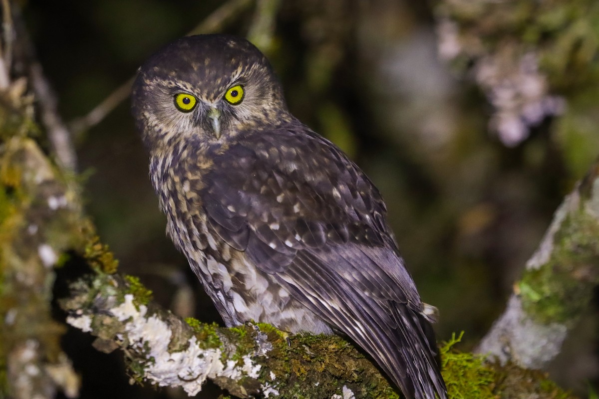 Morepork - ML635160755