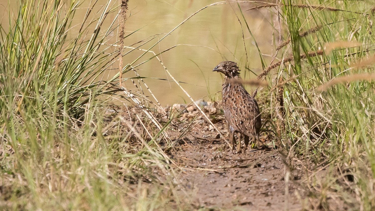 Brown Quail - ML635160799