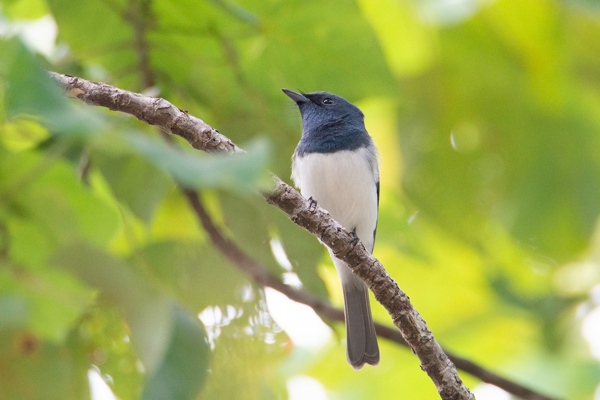 Leaden Flycatcher - ML635160818