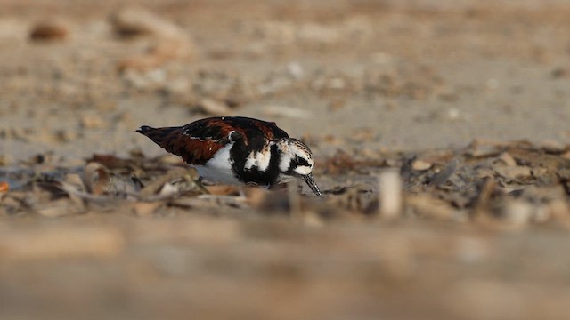 Ruddy Turnstone - ML635160823