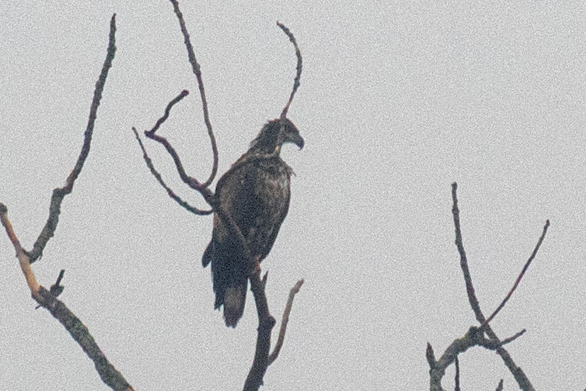 Bald Eagle - ML635160835