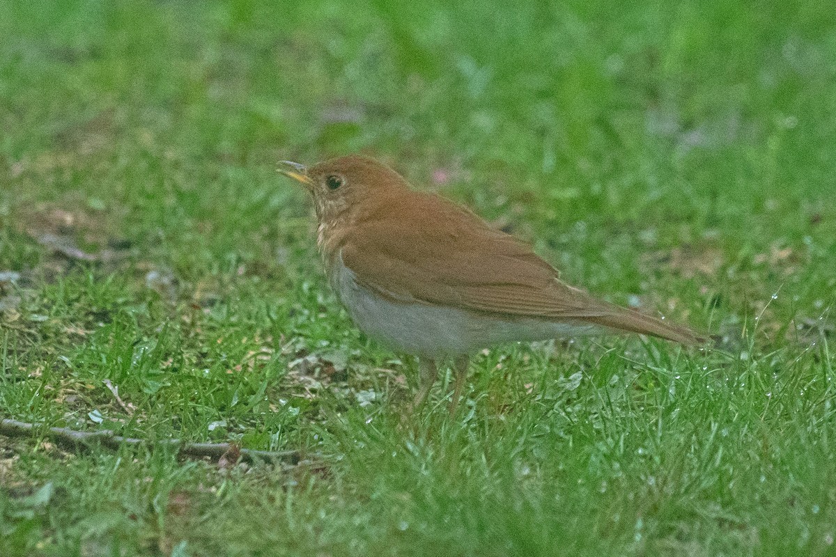 Veery - ML635160839