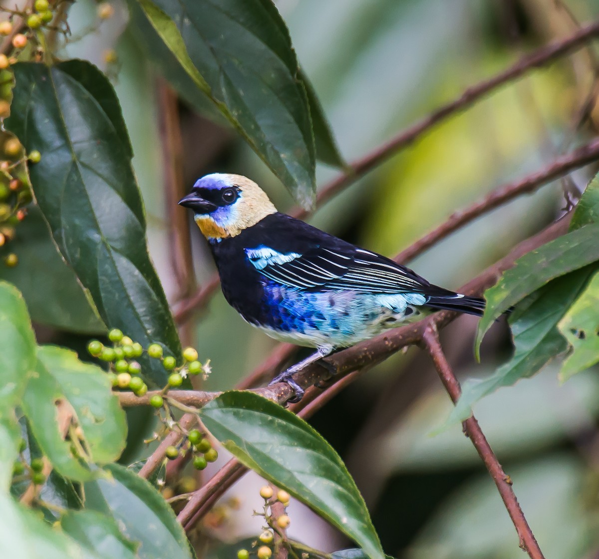 Golden-hooded Tanager - ML635160874