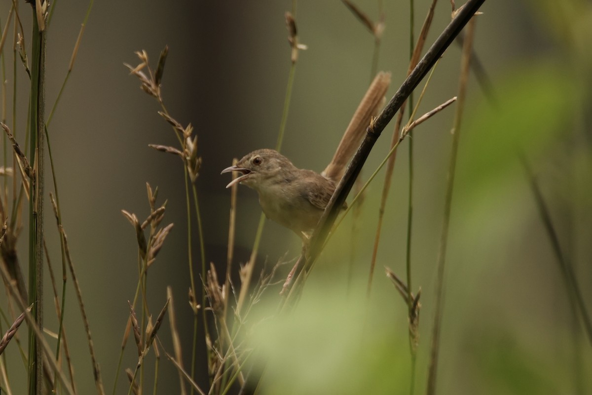 Brown Prinia - ML635160920