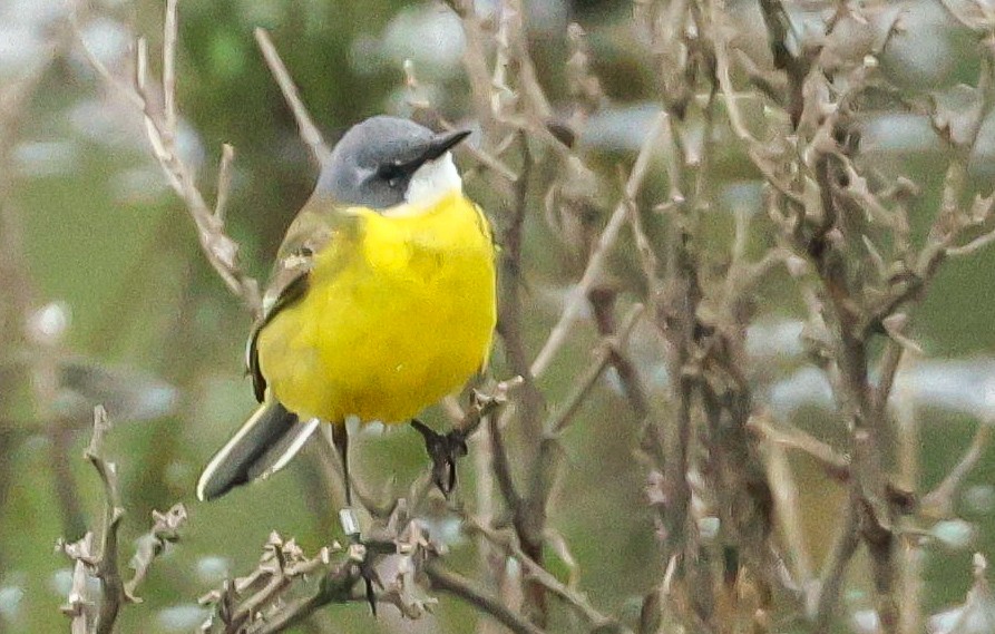 Bergeronnette printanière (iberiae/cinereocapilla/pygmaea) - ML635160934