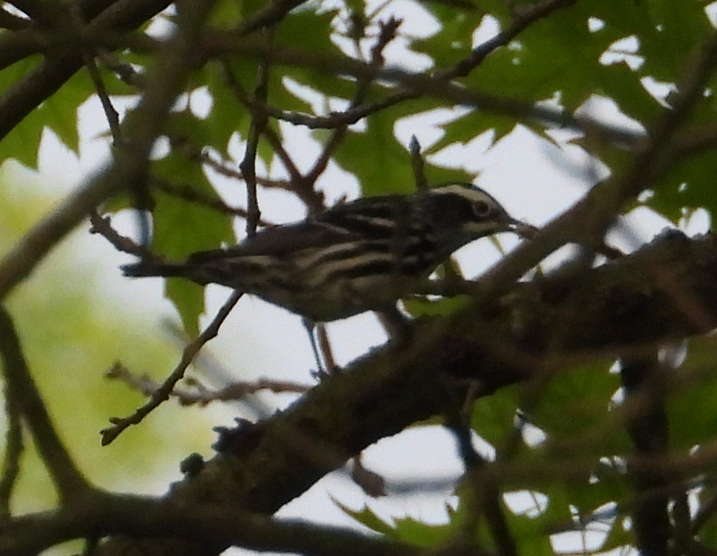 Black-and-white Warbler - ML635161045