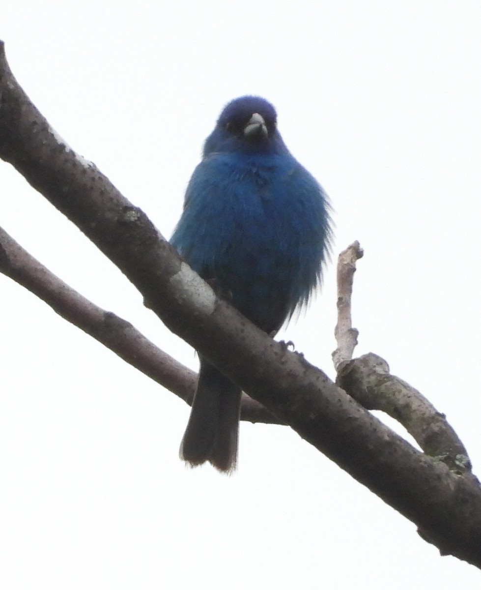 Indigo Bunting - ML635161052