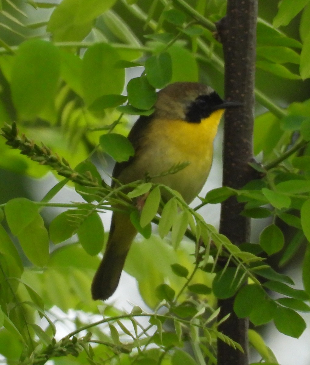 Common Yellowthroat - ML635161081