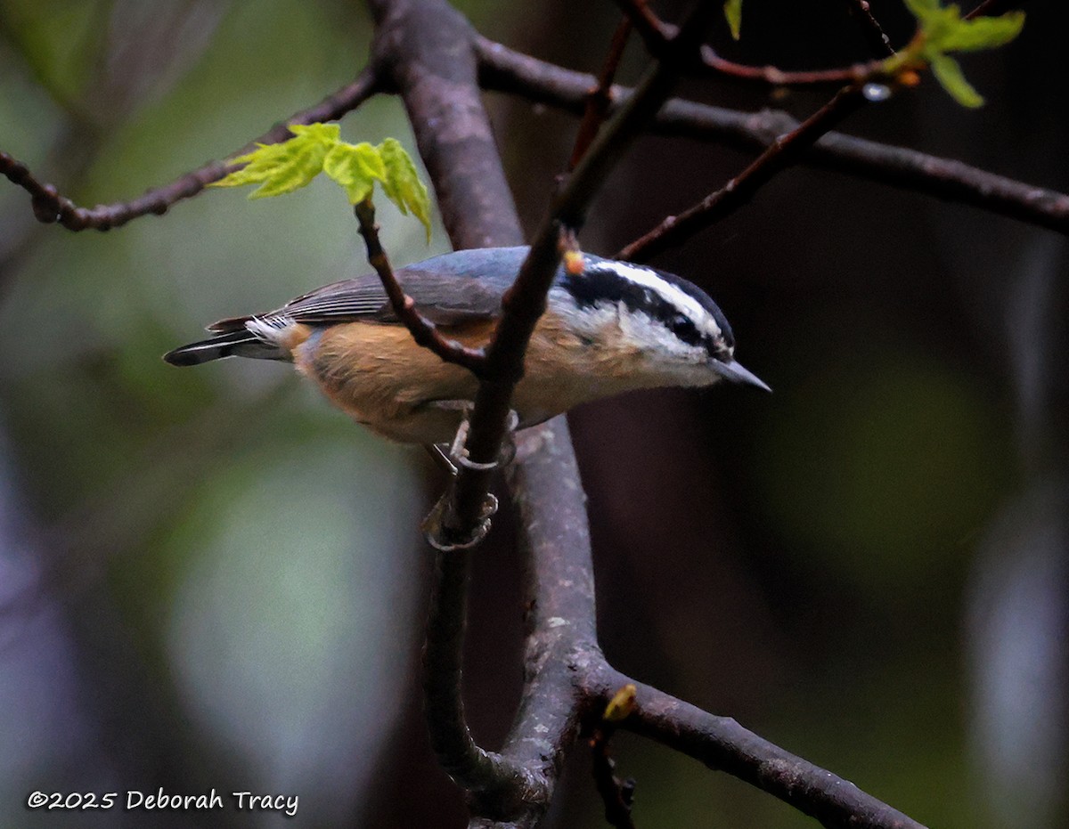 Red-breasted Nuthatch - ML635161105