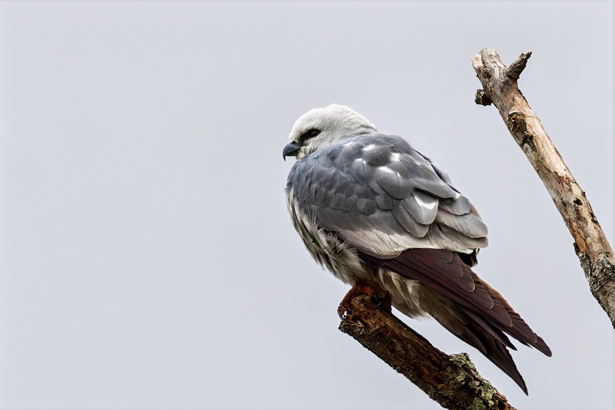 iktinie mississippská - ML635161280