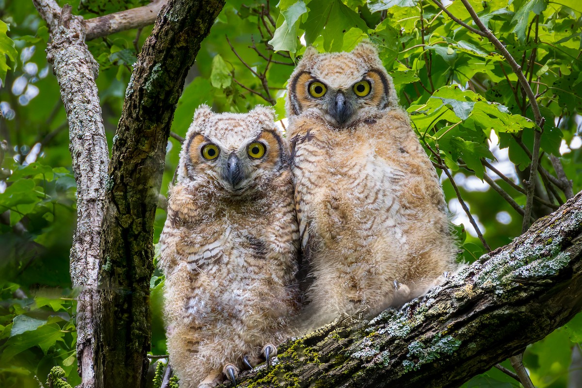 výr virginský - ML635161362