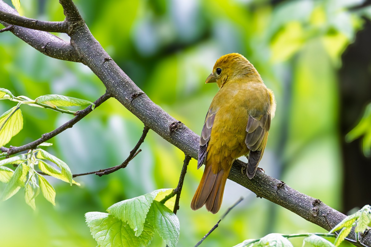 piranga ohnivá - ML635161393