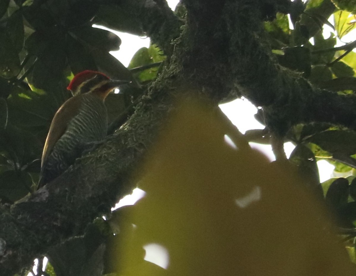 White-browed Woodpecker - ML635161409