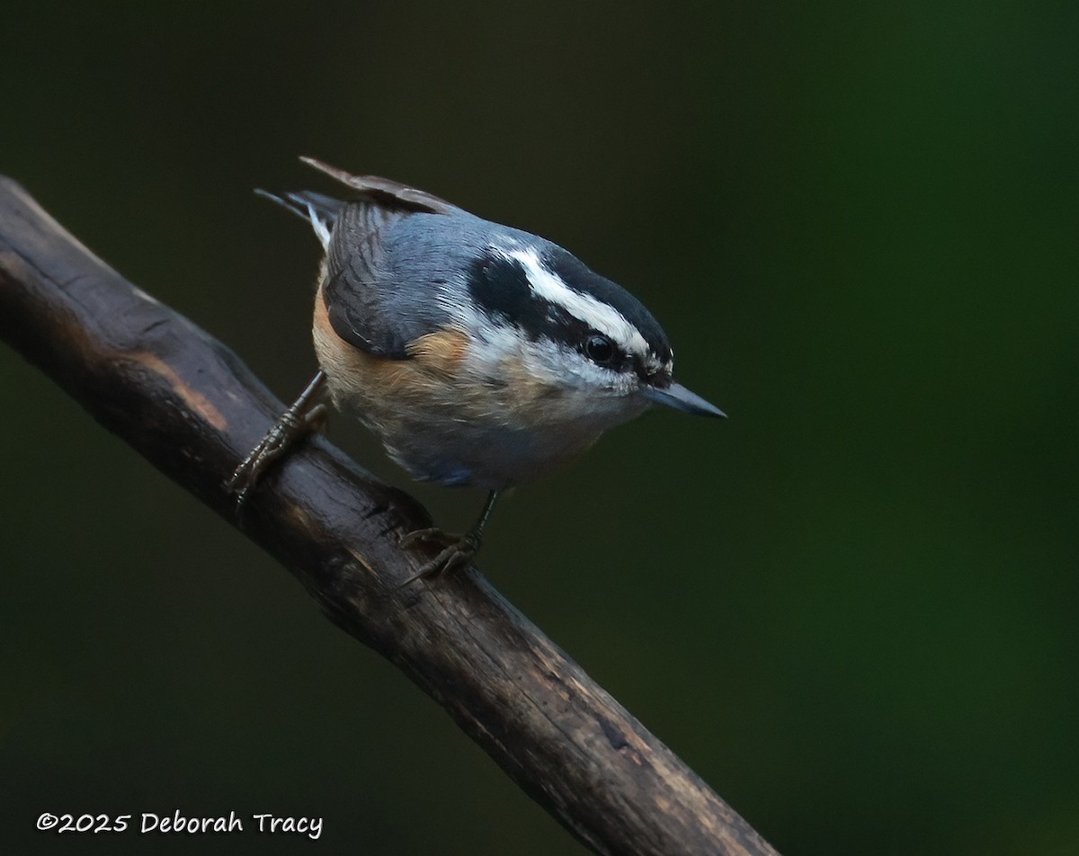 Red-breasted Nuthatch - ML635161411