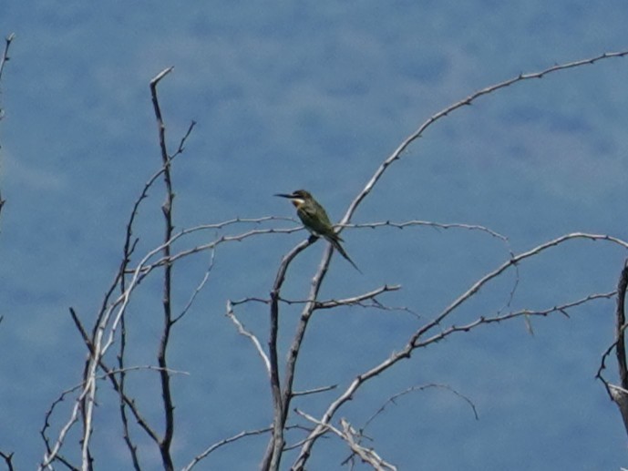 Olive Bee-eater - ML635161450