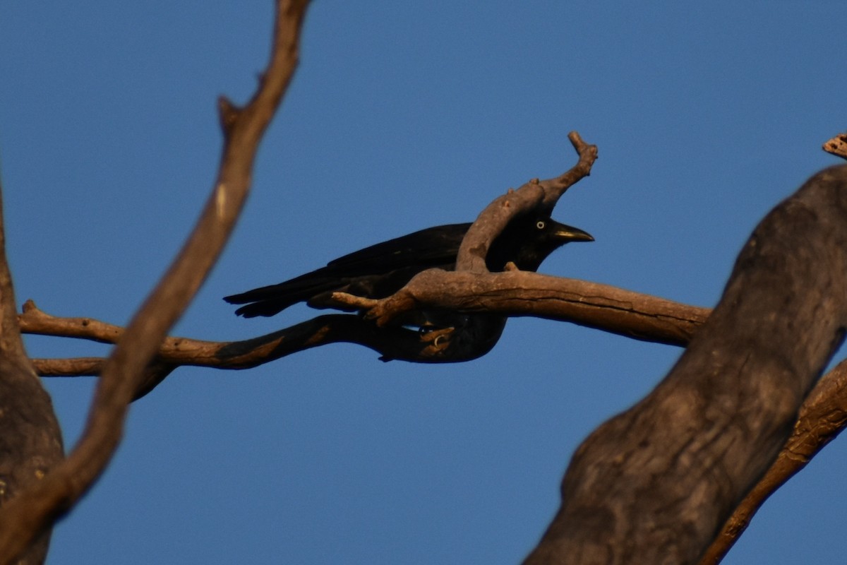Little Raven - ML635161494