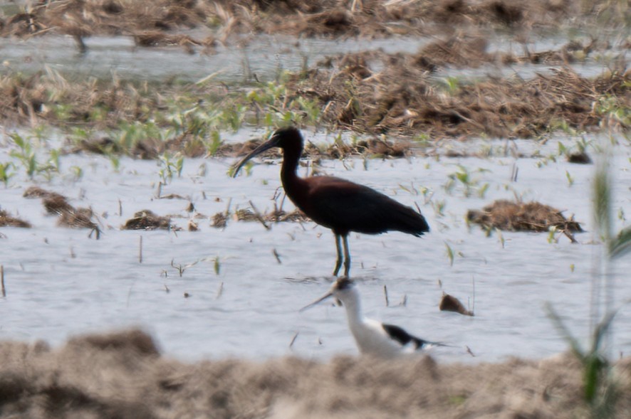 Glossy Ibis - ML635161516
