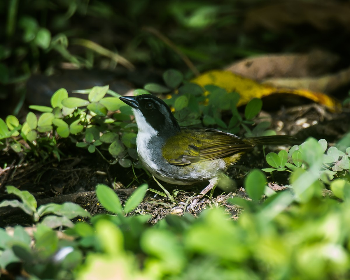 Costa Rican Brushfinch - ML635161595