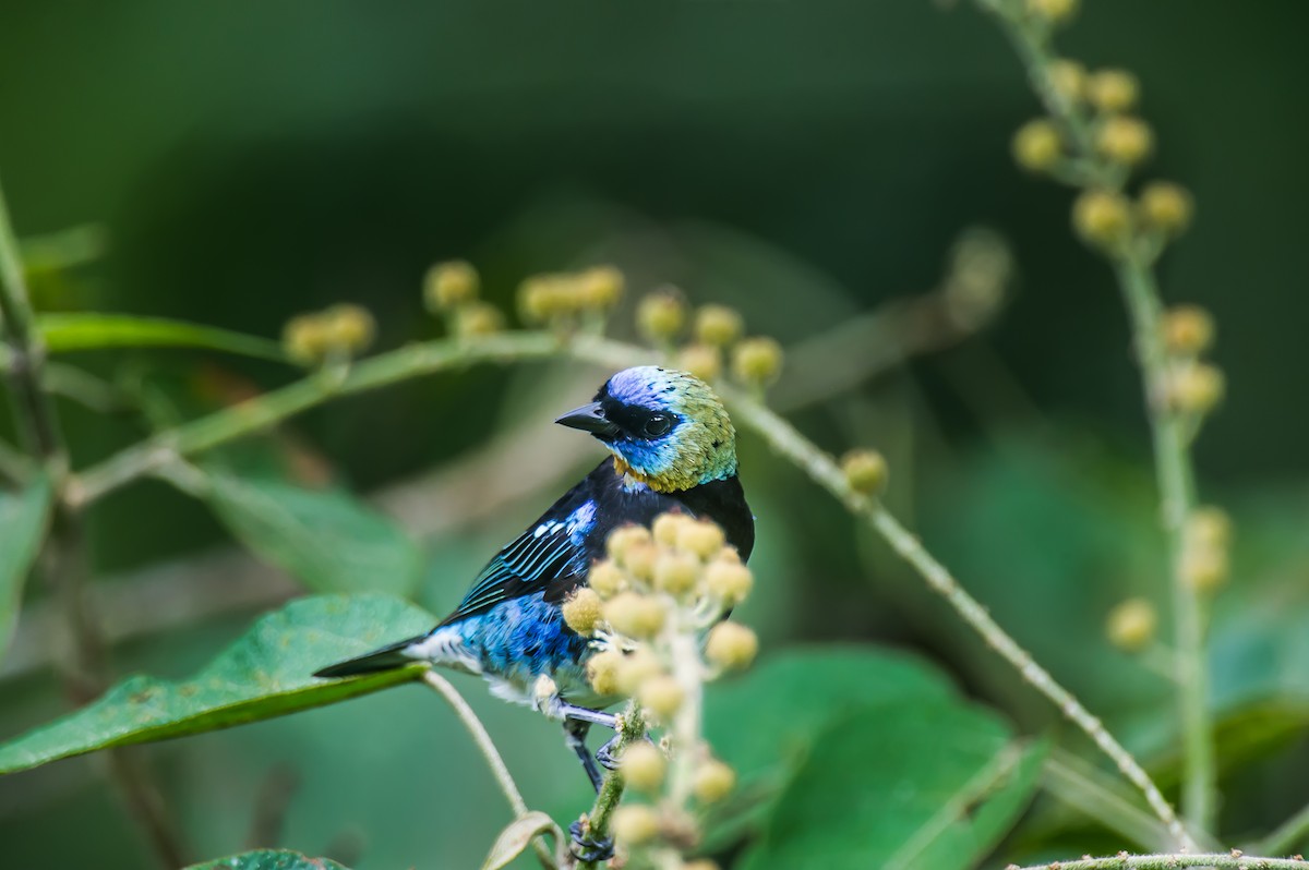 Golden-hooded Tanager - ML635161603