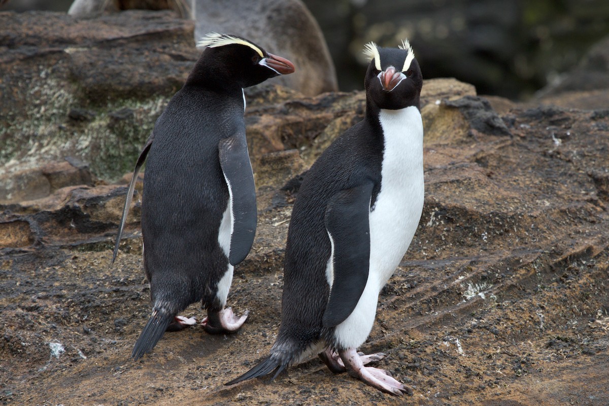 Erect-crested Penguin - ML635161608