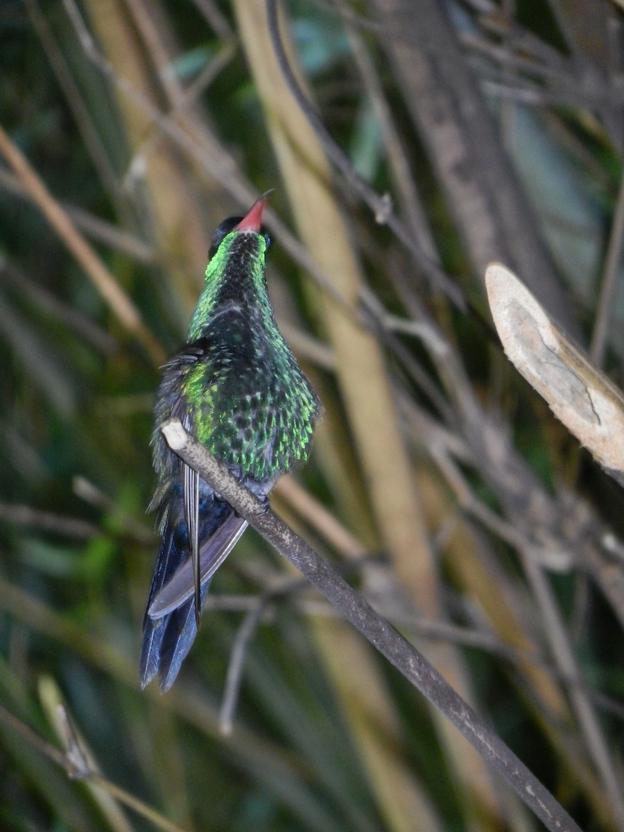 Red-billed Streamertail - ML635161623