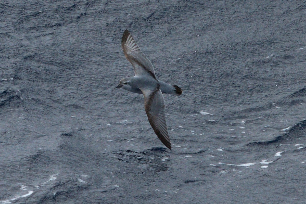 Fulmar Prion - ML635161628