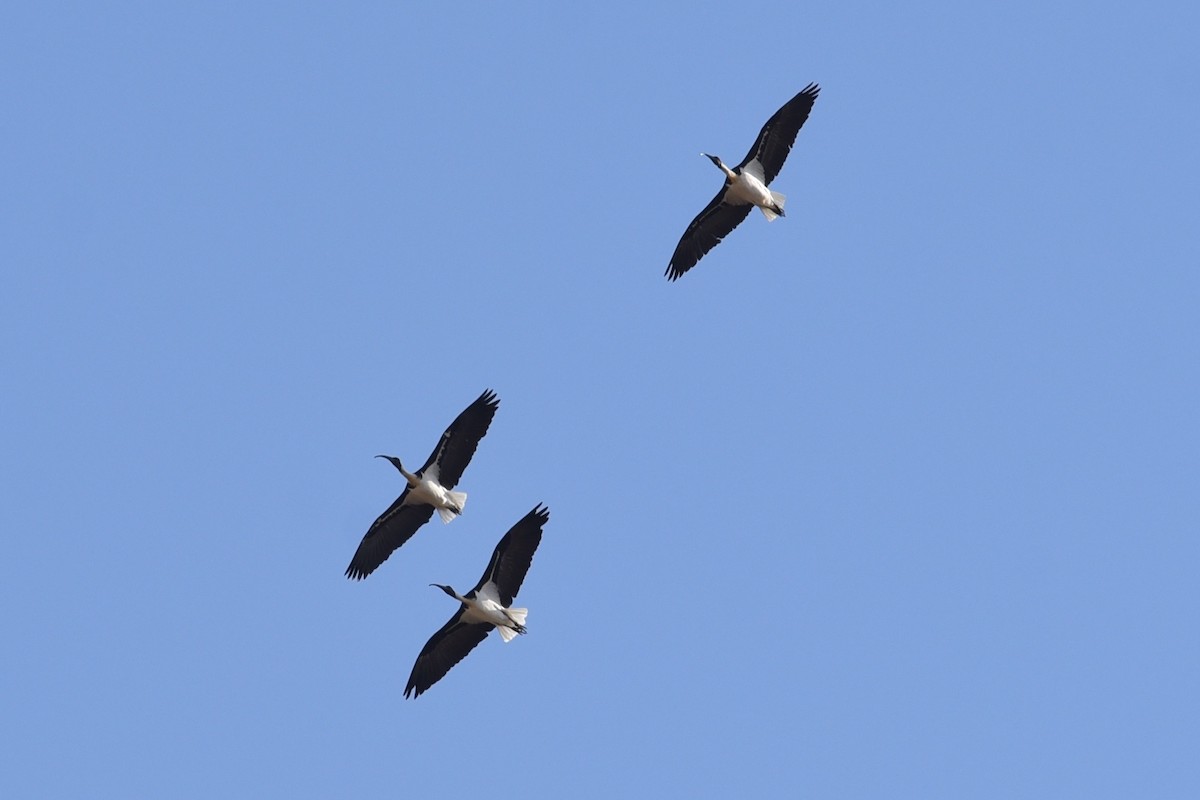 Straw-necked Ibis - ML635161683
