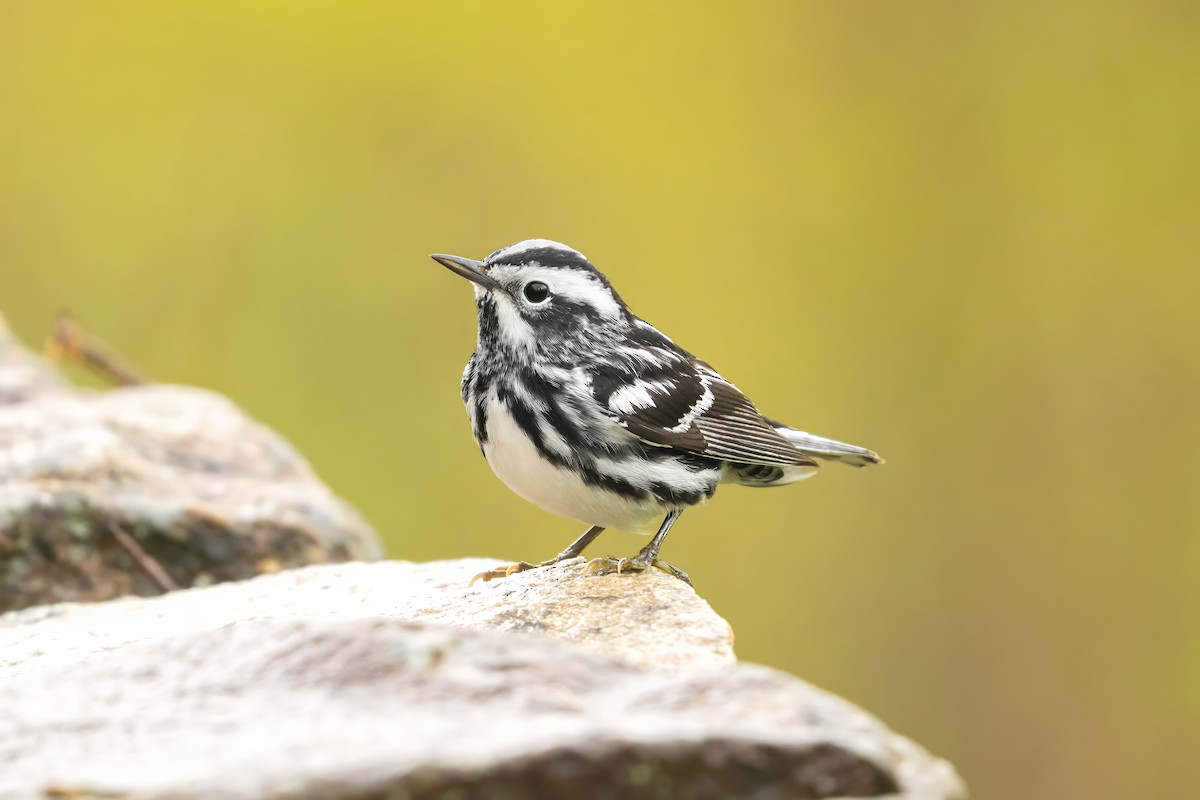 Black-and-white Warbler - ML635161685