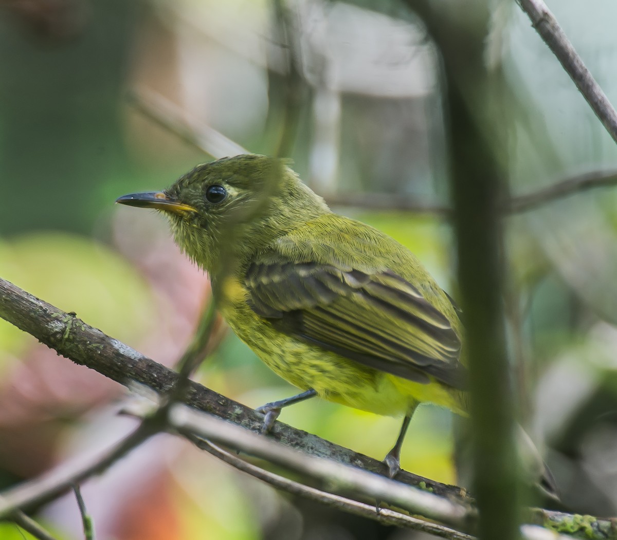 Olive-streaked Flycatcher - ML635161716