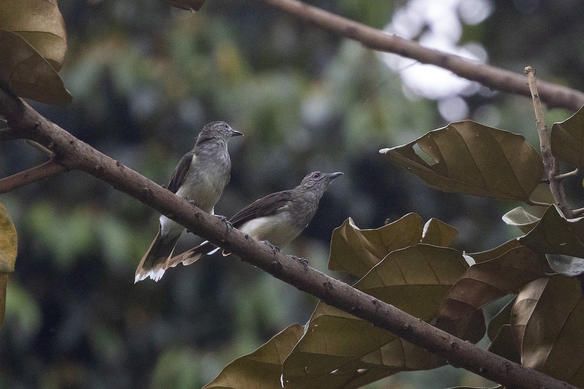 Swamp Greenbul - ML635161724