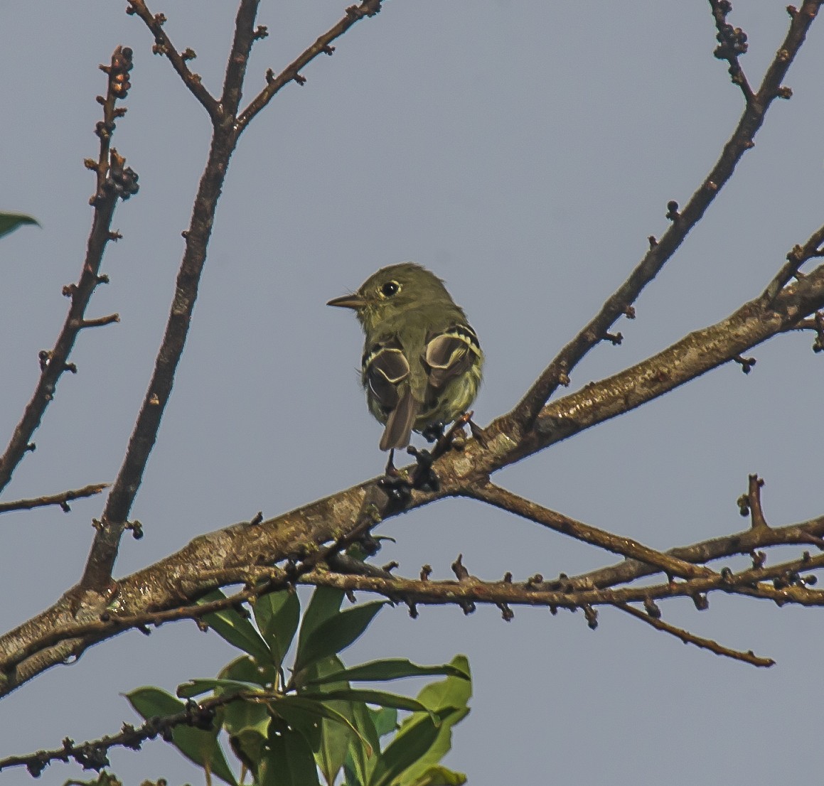 Yellow-bellied Flycatcher - ML635161725