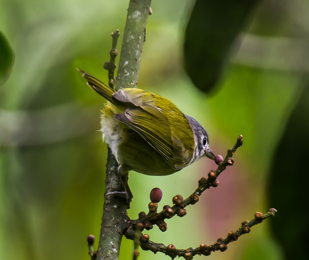Lesser Greenlet - ML635161735