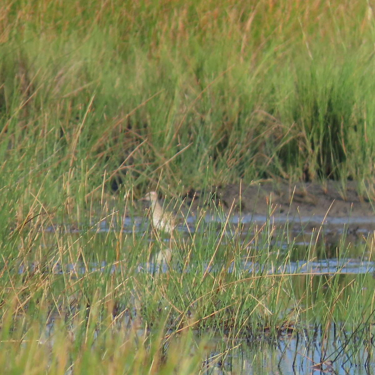Sharp-tailed Sandpiper - ML635161823