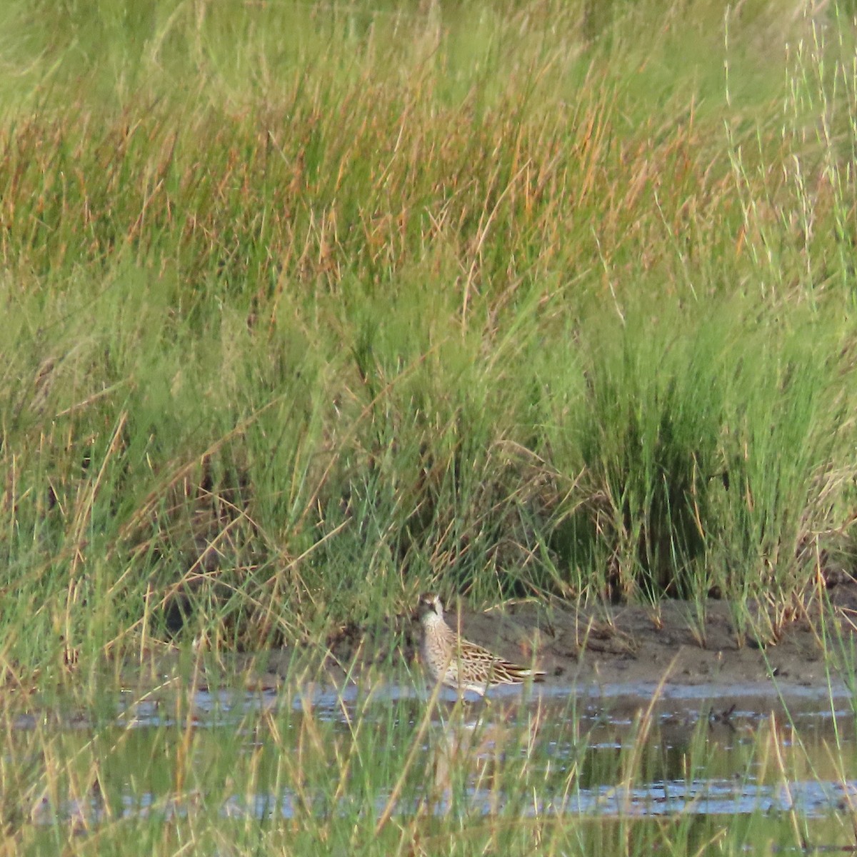 Sharp-tailed Sandpiper - ML635161824