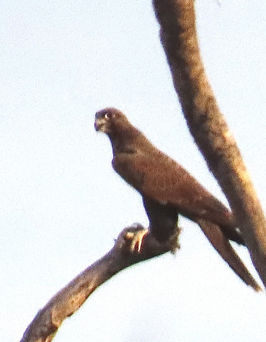 Black Falcon - ML635161837