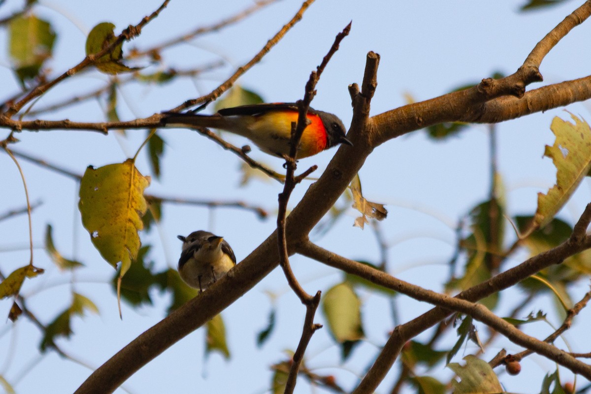 Small Minivet - ML635161872