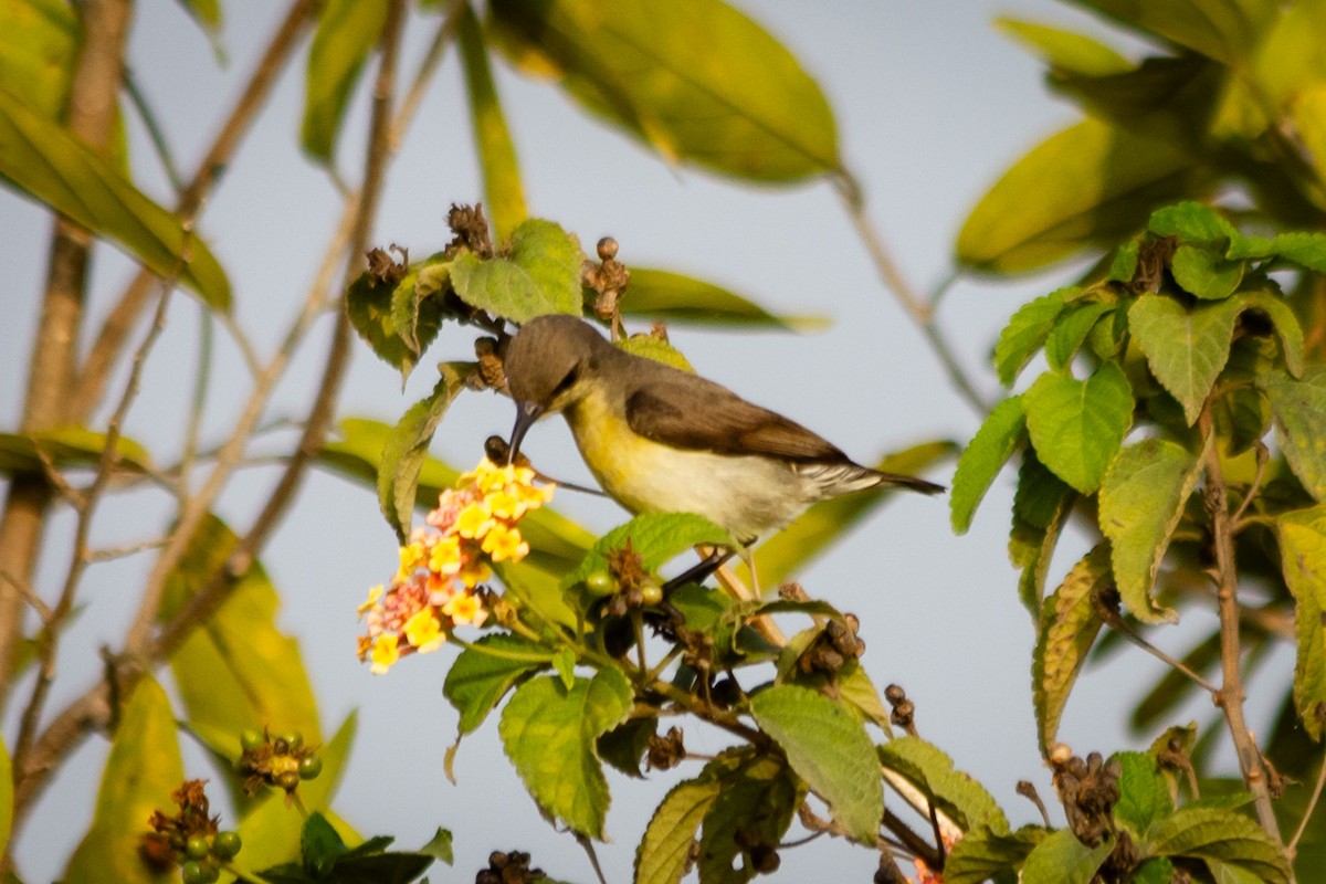 Purple-rumped Sunbird - ML635161874