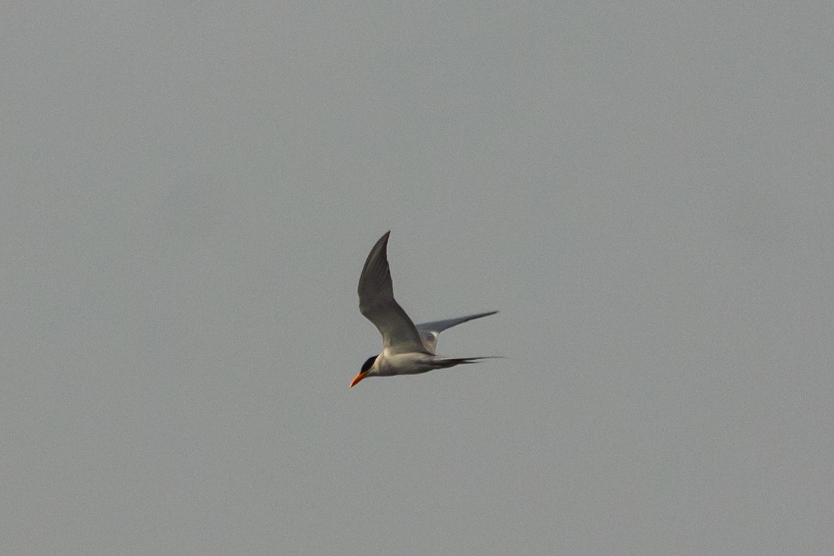 River Tern - ML635161880