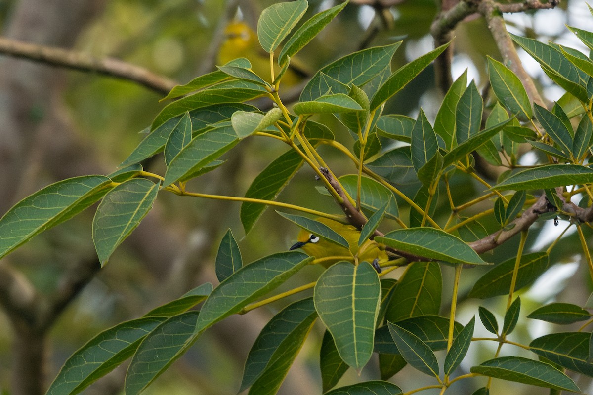 Green White-eye - ML635161898