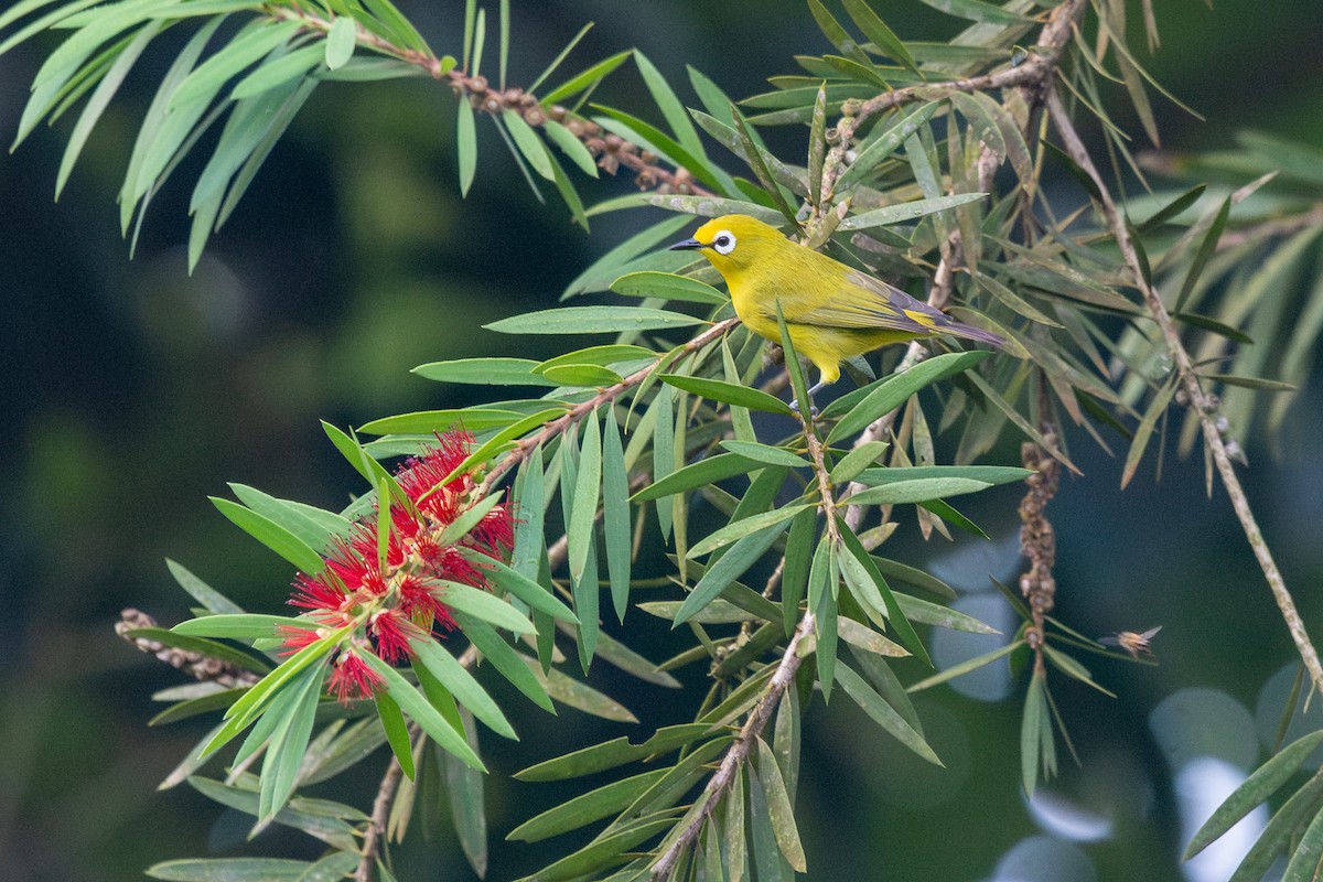 Green White-eye - ML635161899