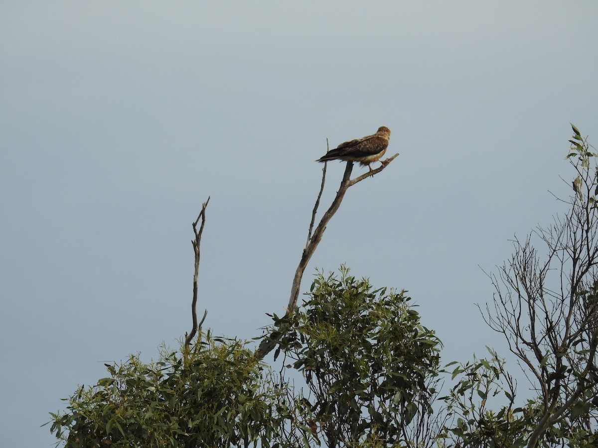 Whistling Kite - ML63516191