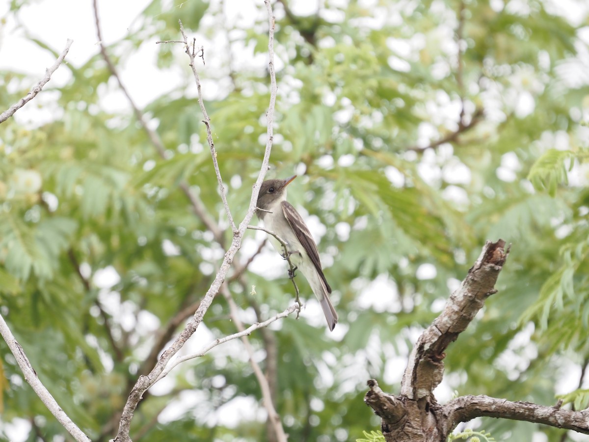 Eastern Wood-Pewee - ML635162008