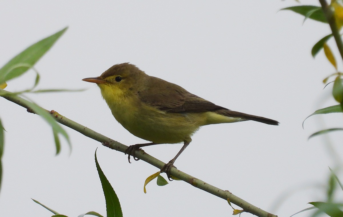 Melodious Warbler - ML635162039