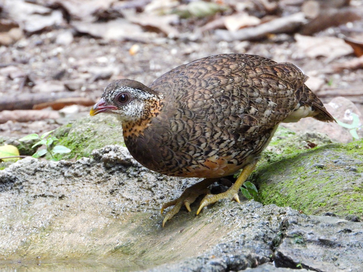 Scaly-breasted Partridge - ML635162063