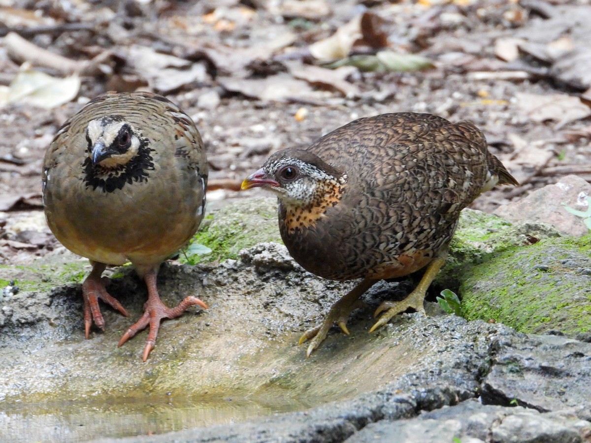 Scaly-breasted Partridge - ML635162071