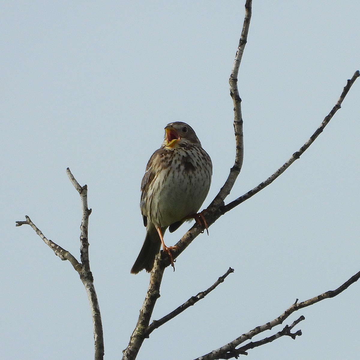 Corn Bunting - ML635162072
